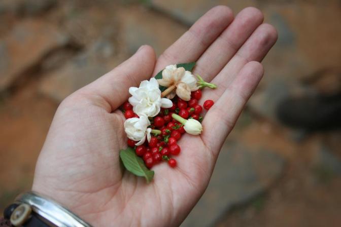 Jasmine and Berries, Clouds Land Munnar