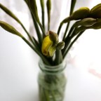 A Spring From the Winter that never Came