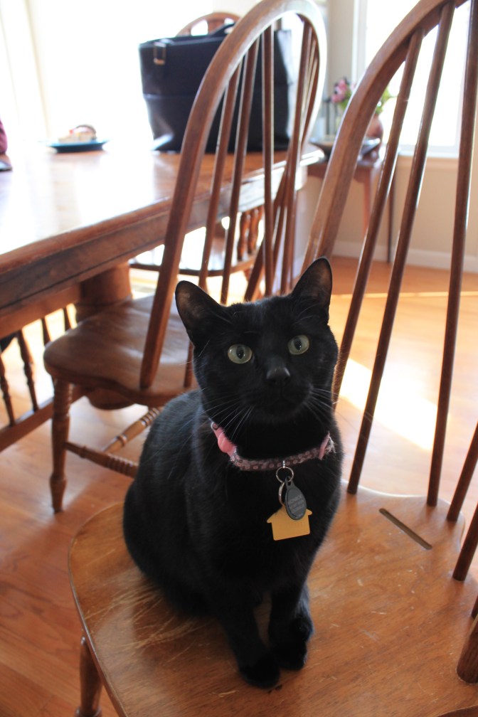 This is going to be stressful. Here's a kitty.