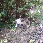 Guilin Park, Shanghai