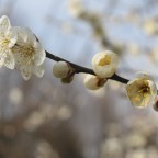 Century Park, Shanghai