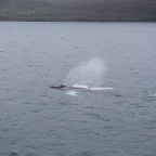 Akureyri: Whale Watching
