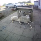 The Adventures of Raisins, the Icelandic Sheep in Korea