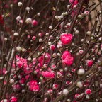 Shots Around Hanoi: Fifth (Tet Special)